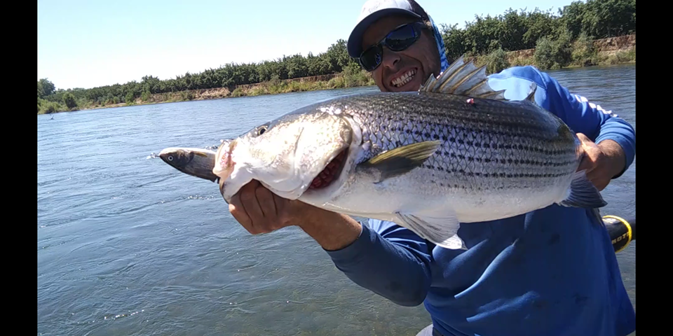 swimbait shop