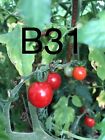 graine/seed tomate taille cerise variété "BARBANIAKA" (frais de port unique)