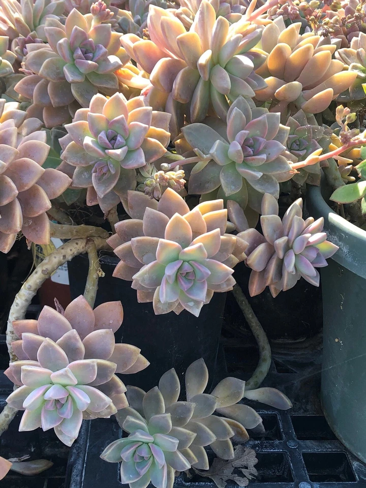 Ghost Plant Mother of Pearl Succulent Petals White Pink Yellow Blue 4 cuttings - Image 1 of 2