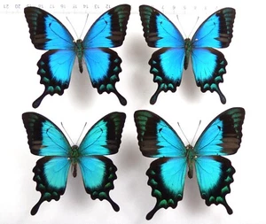 + ENTOMOLOGIE, SCHMETTERLINGE: PAPILIO LORQUINIANUS ALBERTISI ♂ 4X ARFAK MTS - Bild 1 von 1