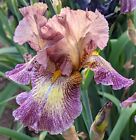 Tall Bearded Iris 'Halloween Moon'  pre-sale,  shipping starts in July