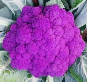 PURPLE BROCCOLI SEEDS NON GMO FRESH HARVEST FREE SHIPPING - Picture 1 of 1