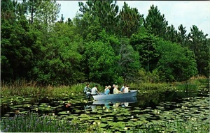 Okefenokee Swamp Park Waycross Georgia Group Boat Cruise Vintage Postcard - Picture 1 of 2