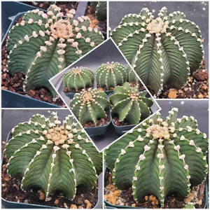 🌵 Gymnocalycium Friedrichii LB2178 Cactus, Rare, Collector, Easy Care, Plant - Picture 1 of 7