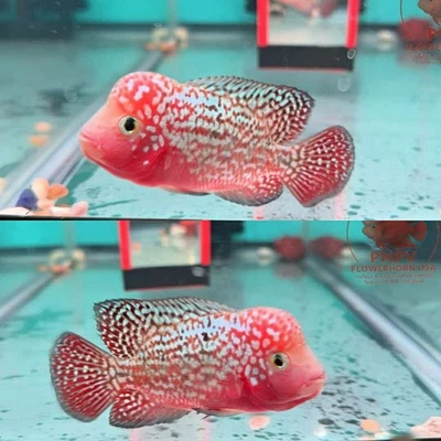 Premium Flowerhorn - Male Kamfa F1- 2.5 inches-Overnight USA Shipping - Image 1 of 4