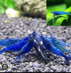 20+5 Blue Dream - Freshwater Neocaridina Shrimp Colony Starter Live Guarantee - Picture 1 of 8