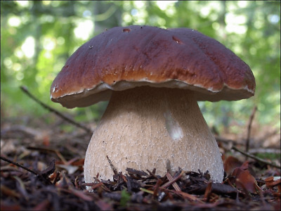 Mycélium De Cèpe Kit De Culture Liquide Spores De Champignons Mushroom • 10€