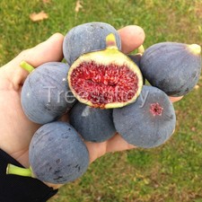 Fig tree cuttings “Bass' Favorite" Excellent quality, large black fig.