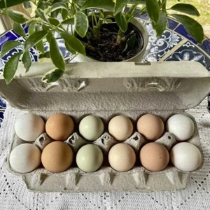 180x Egg Cartons Bulk15 Pack Blank Natural Pulp Egg Cartons Holds Up 12 Eggs - Picture 1 of 11