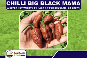 Chilli Big Black Mama - A Super Hot Variety by Naga X 7 Pod Douglah - OZ Grown - Picture 1 of 9