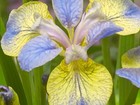 Iris sibirica 'Tipped in blue''  Hardy Perennial Plant (a)