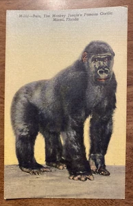 Vintage Bulu The Monkey Jungle’s Famous Gorilla Miami Florida Postcard P6e - Picture 1 of 12