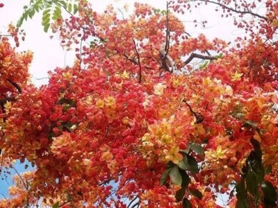 ROSE CASSIA 5 SEEDS CASSIA MARGINATA FLOWERING TREE - Image 1 of 4