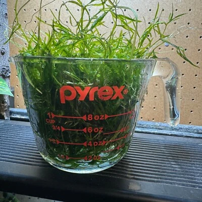 1 Full Cup Guppy Grass Aquarium Plant - Buy 2 Get 1 Free! - Image 1 of 4