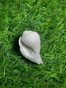 Natural Spiralite Druzy Shell  Gorgeous Agate Gemstone with Natural Beauty - Picture 1 of 3