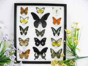 15 echte geprepareerde vlinders in een vitrine Entomologie Taxidermie nieuw - 16 - Afbeelding 1 van 12