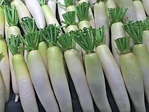 Japanischer Minowase Daikon Rettich Samen, Riesenrettich - Bild 1 von 2