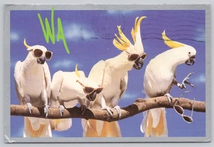 Continental Postcard Animals Birds Cockatoos - Picture 1 of 2