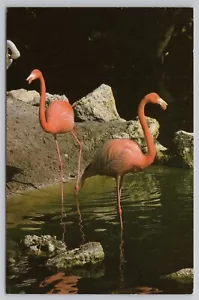Flamingos in der Periwinkle Park Voliere auf Sanibel Island Florida Postkarte - Bild 1 von 2