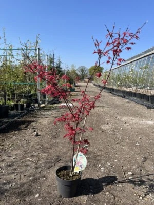 Japanese Maple Acer palmatum 'Deshojo' Tree - Spring Pink Leaves 60/80cm (3L) - Image 1 of 2