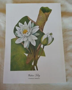 VTG 12” x 8 3/4” Art Print of Water Lily Nymphaea Odorata on Cream Color Paper - Picture 1 of 4