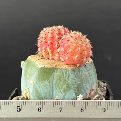 2-416. Gymnocalycium piltziorum f. rosa (injertado) Foto 1 de 2