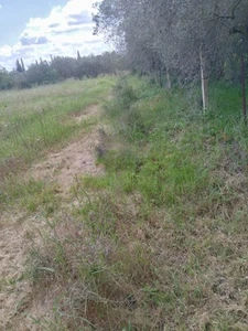 2000 Semi Asparagi Selvatici Varietà Sarda (Rara) Asparagus Albus - Foto 1 di 9