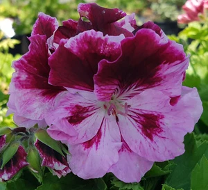 Burgundy Rose Regal Pelargonium x 1 Plant --------------------- Geranium - Picture 1 of 5