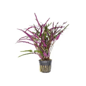 Dragon’s Tongue (Flame) Hemigraphis Repanda Terrarium Plant Buy 2 Get 1 FREE - Picture 1 of 6