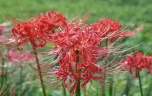 2 Large Red Heirloom Spider Lily Bulbs (Lycoris Radiata) Stunning - Picture 1 of 1