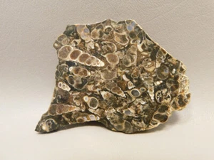 Turritella Agate Natural Shell Fossil Polished Rock #O15 - Picture 1 of 5