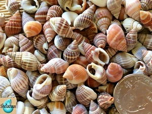 130+ SMALL/TINY NUTMEG SEA SHELLS - NICE VARIETY - 1/2 CUP - 7/8" & UNDER - Picture 1 of 3
