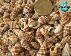 100+ SMALL NASSARIUS PHYRRUS SEA SHELLS - 1/2 CUP - 7/8" AND UNDER - Picture 1 of 2