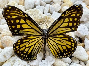 Handbemalte echte Schmetterling Brosche getaucht in Harz - gelb & schwarz - Bild 1 von 19