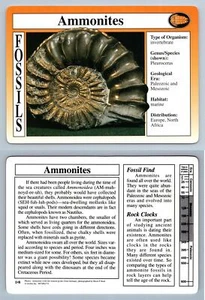Ammonites #1.8 - Fossils - Treasures Of The Earth Grolier Card - Picture 1 of 1