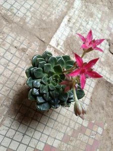 Graptopetallum bellum plantas jovenes de 6 cms plantas aprox - Imagen 1 de 3
