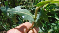  50  Wild Lettuce Seeds Lactuca virosa 2019 seeds Organic buy 2 get 1 free