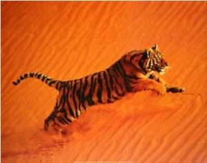Póster Desert Tiger 16169 16 x 20 - Imagen 1 de 1