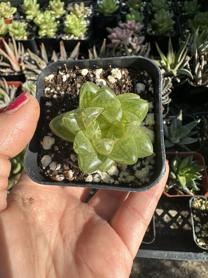 Haworthia Retusa Duval (Star Cactus) Rare Succulent Plant in 2.5" Pot - Image 1 of 1