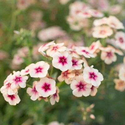 PICK & MIX Premium PHLOX Garden Flower Seeds  CHERRY CARAMEL Brilliant BEE LOVE - Image 1 of 4