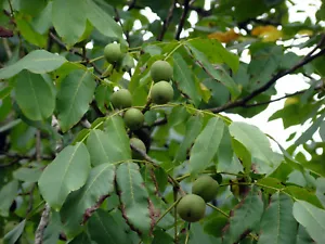 Echte Walnuss Juglans regia Pflanze 25-30cm Walnussbaum Welschnuss Baumnuss - Bild 1 von 2