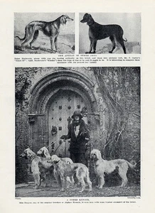 AFGHAN HUND ORIGINAL VINTAGE HUNDEDRUCK SEITE 1934 MISS DENYER UND IHRE HUNDE - Bild 1 von 1