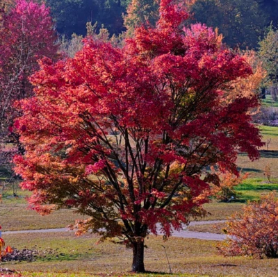 Acer ginnala Flame (Amur Maple) 15 Tree Seeds | RARE Outdoor Bonsai Garden | UK - Image 1 of 3
