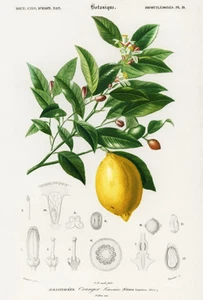 Zitrone (Zitruslimonium) - Obst Illustration Poster - Bild 1 von 1