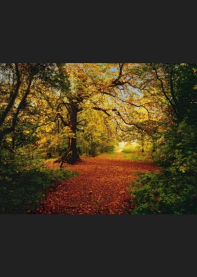 Mural Gigante Foto Papel Pintado 12’9”x8’10” Otoño Bosque Escena para Dormitorio Foto 1 de 4