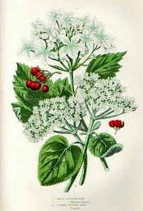 1899 Antica Stampa = VIBURNO (101) = Piante Fiori = CROMOLITO by A. Pratt - Picture 1 of 1