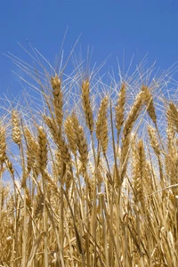 Wheat Ready For Harvesting Painting Print Wall Art Home Decor - POSTER 20x30 - Picture 1 of 3