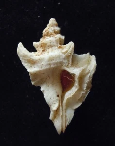 seashell Pterynotus akation 33mm F++ w/operc - Picture 1 of 4
