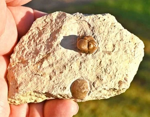 Trilobite Fossil, Paciphacops on matrix, with a Spirifer, Oklahoma, U.S.A - Picture 1 of 7