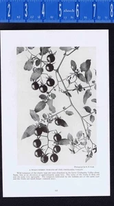 Wildkirschtomate aus dem Urubamba-Tal, Peru - 1916 Illustration - Bild 1 von 1